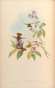 Lophornis gouldii door John Gould